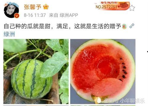 吃娱乐圈瓜